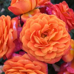Rosier Don Pacello