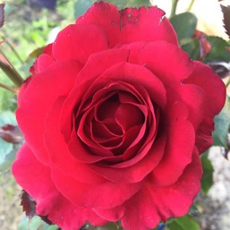 Rosier le Roi de Cœur