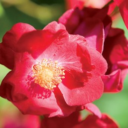 Rosier Vesuvia