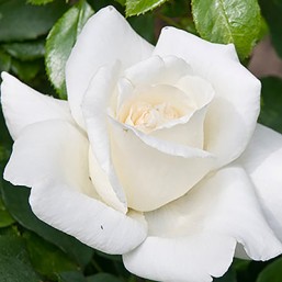 Rosier Virgo