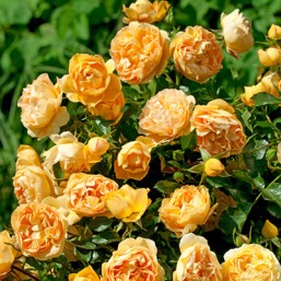 Rosier Xcellence de F.