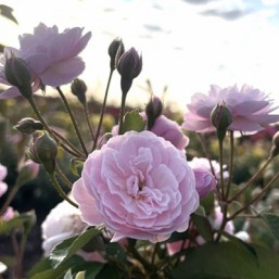 Rosier Rose Delacroix