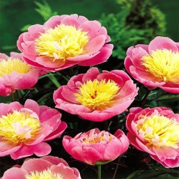 Pivoine