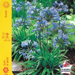 Agapanthe bleue