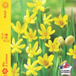 Sisyrinchium (Bermudienne)